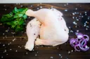 Maryland Whole